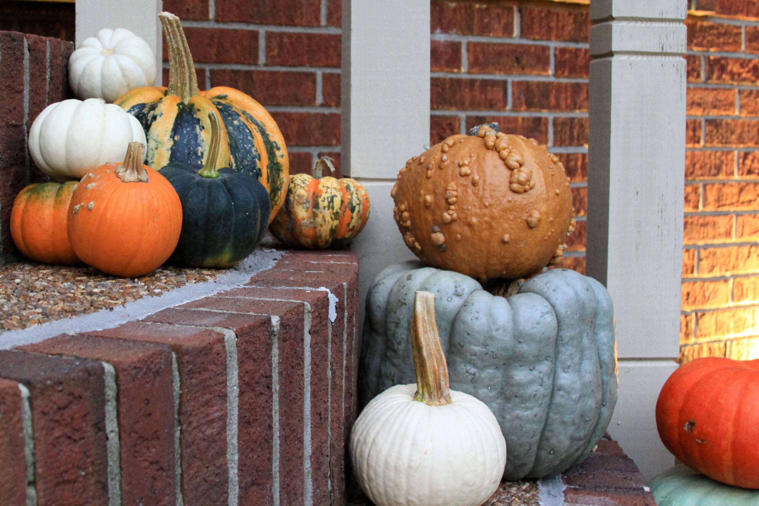 click-for-various-pumpkins